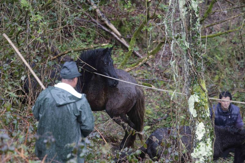 A la caza del caballo del Sueve