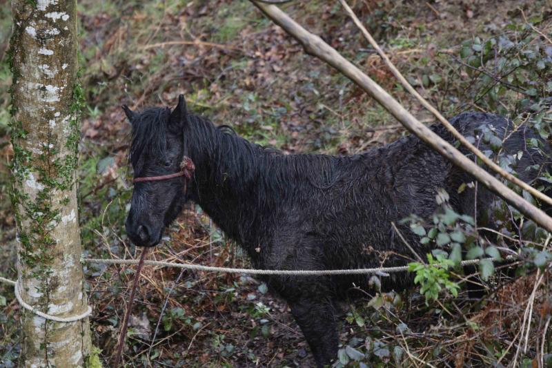 A la caza del caballo del Sueve