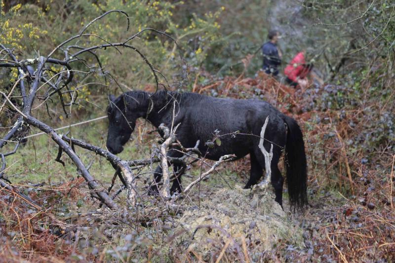 A la caza del caballo del Sueve