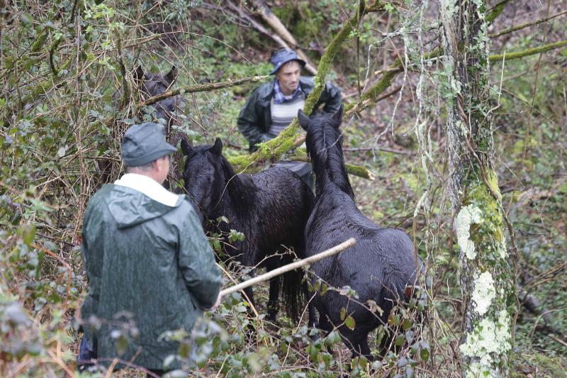 A la caza del caballo del Sueve