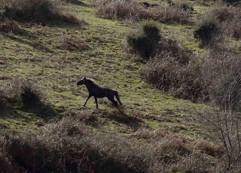 A la caza del caballo del Sueve
