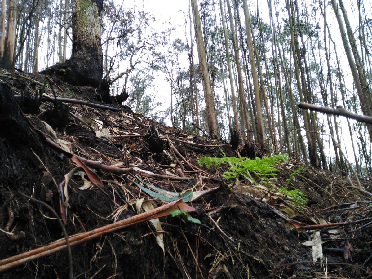 El Franco camina en apoyo a los afectados por los incendios
