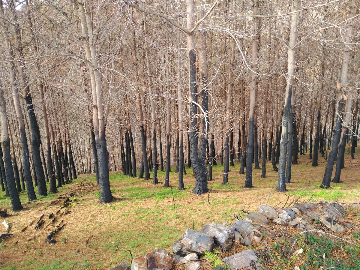 El Franco camina en apoyo a los afectados por los incendios