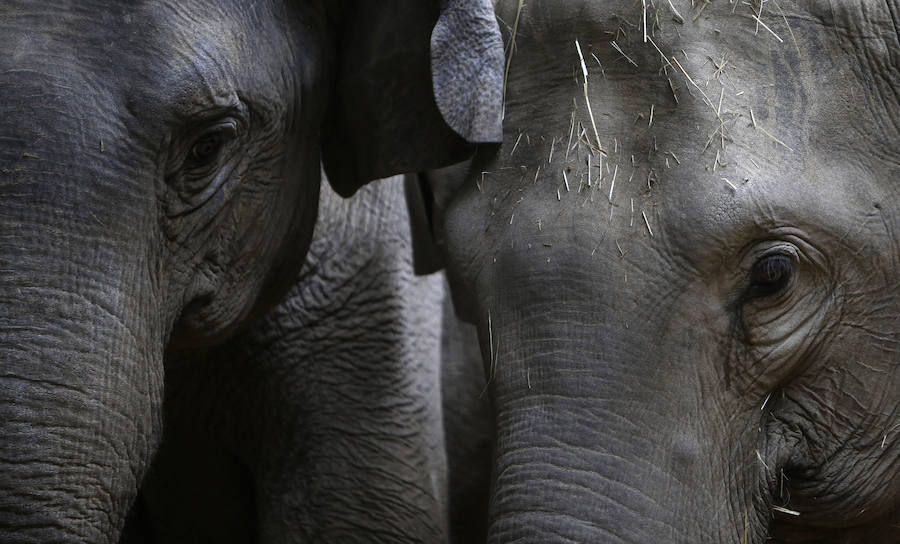 Un nuevo inquilino en el zoo de Praga