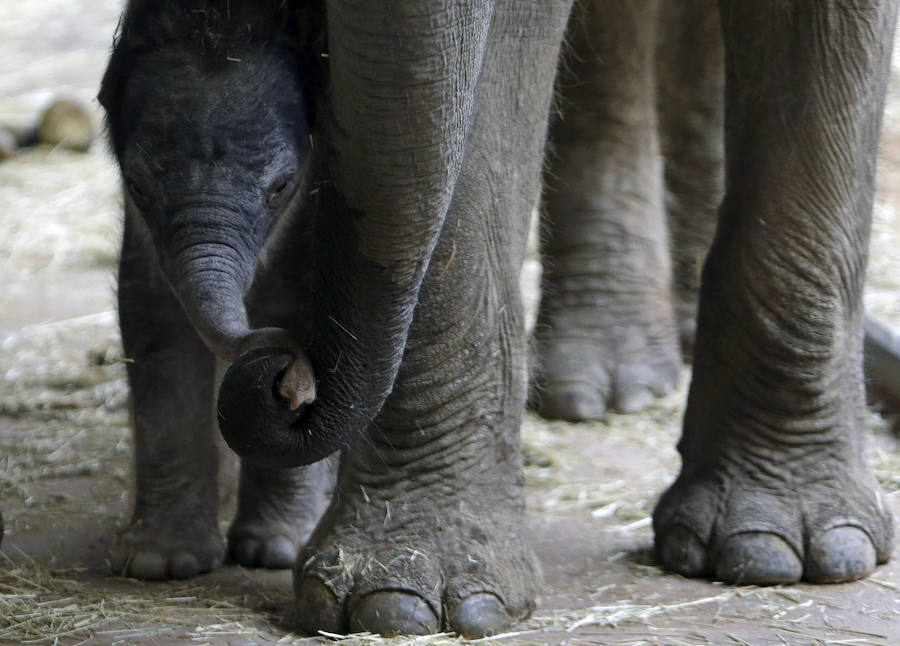 Un nuevo inquilino en el zoo de Praga