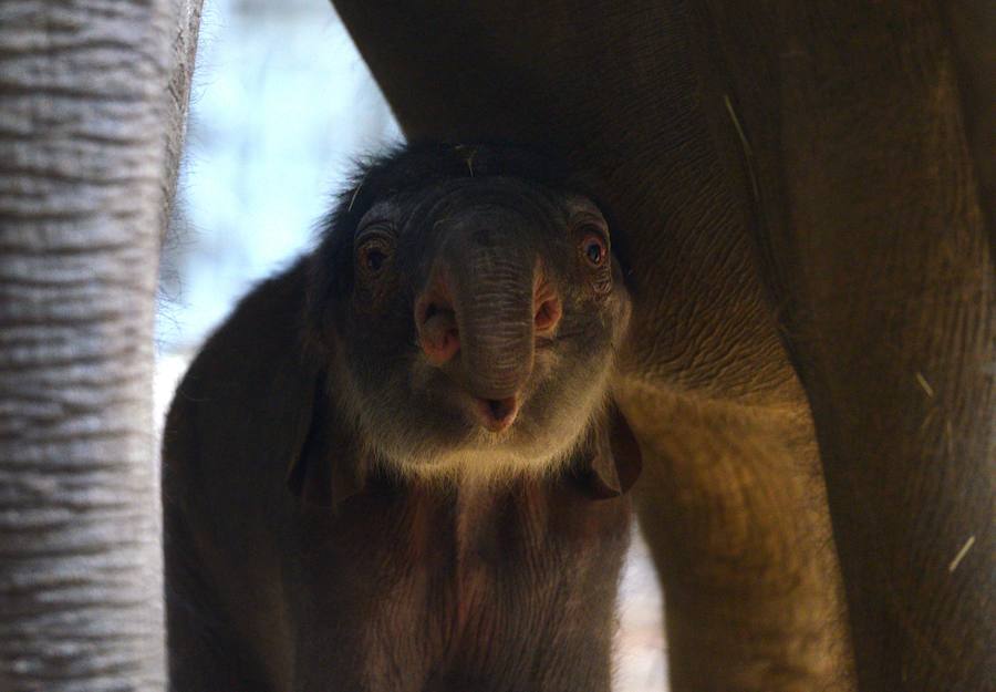 Un nuevo inquilino en el zoo de Praga