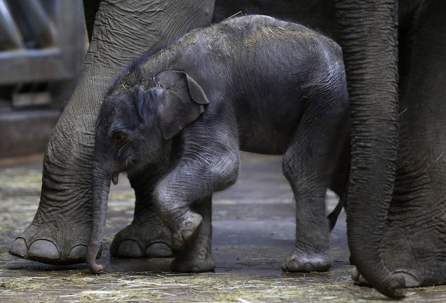Un nuevo inquilino en el zoo de Praga