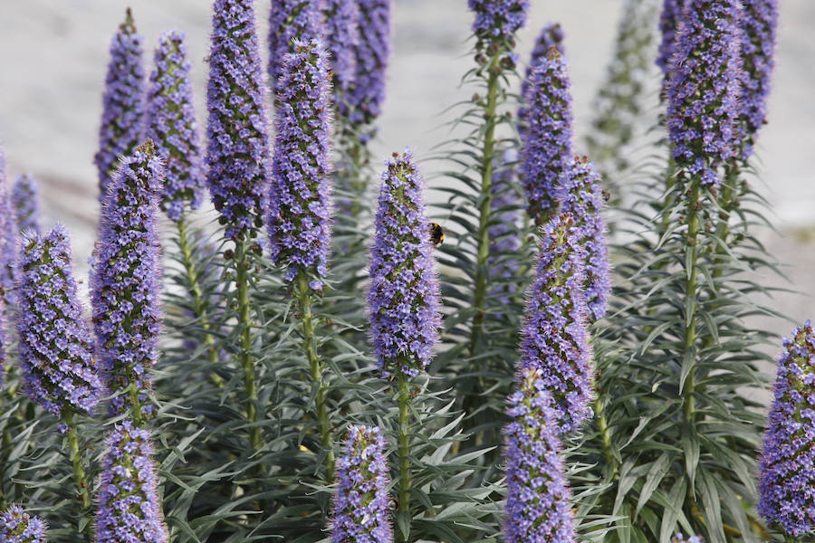 Jornada de puertas abiertas en el Jardín Botánico de Gijón