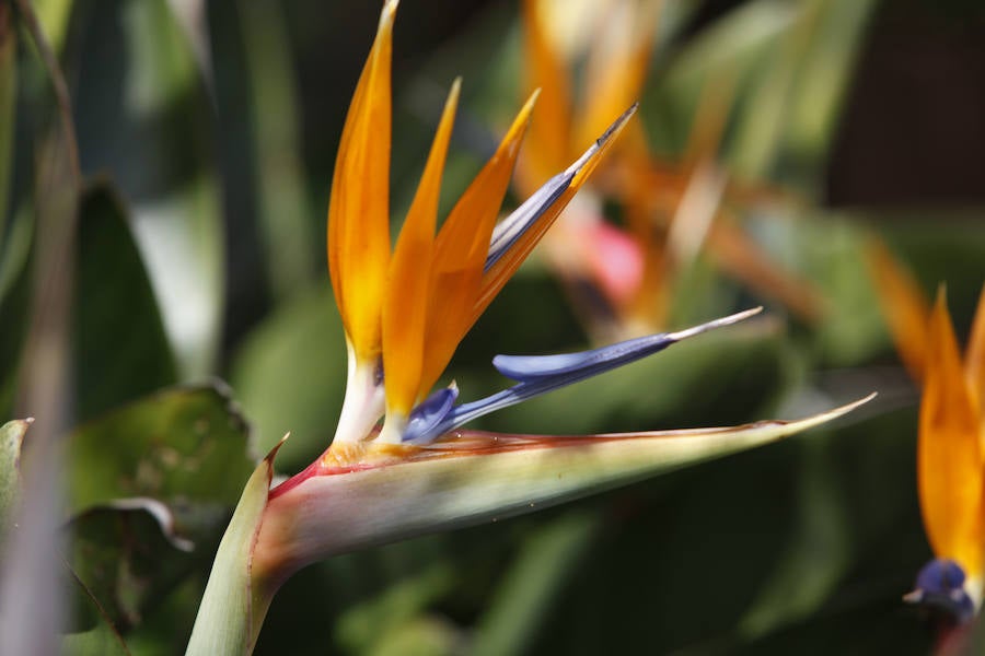 Jornada de puertas abiertas en el Jardín Botánico de Gijón