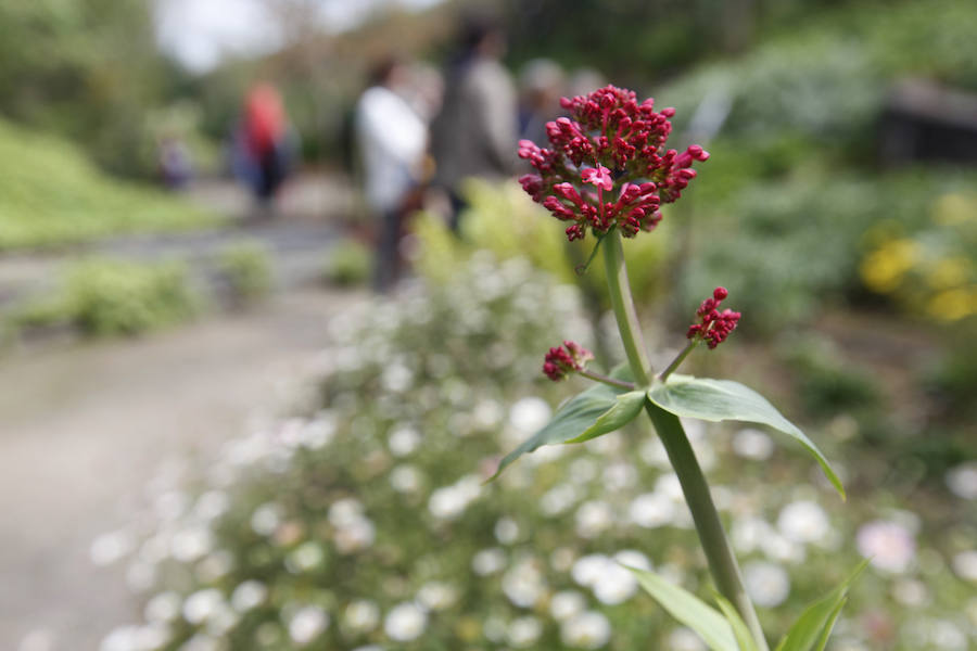 Jornada de puertas abiertas en el Jardín Botánico de Gijón