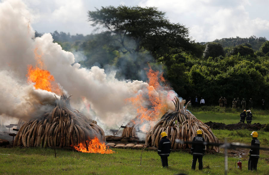 Arden los colmillos de 6.700 elefantes en Kenia