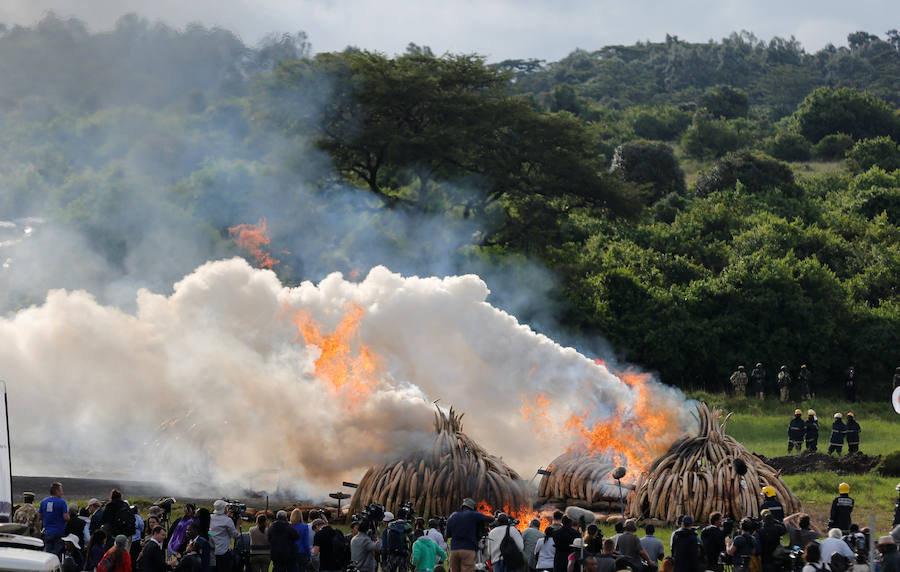 Arden los colmillos de 6.700 elefantes en Kenia