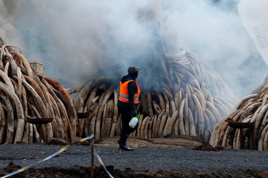 Arden los colmillos de 6.700 elefantes en Kenia