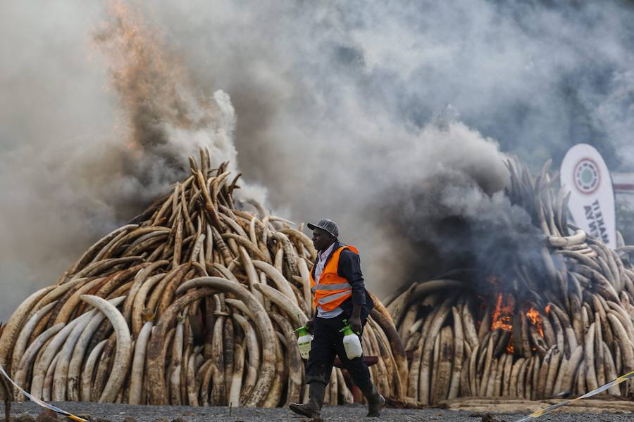 Arden los colmillos de 6.700 elefantes en Kenia