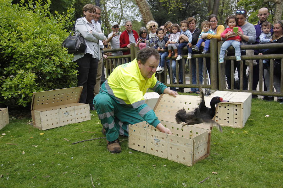 Suelta de patos en el Campo San Francisco