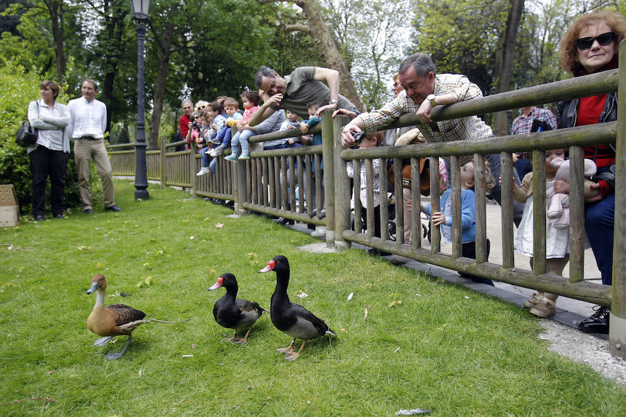 Suelta de patos en el Campo San Francisco