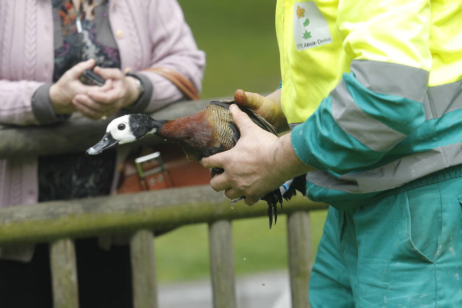 Suelta de patos en el Campo San Francisco