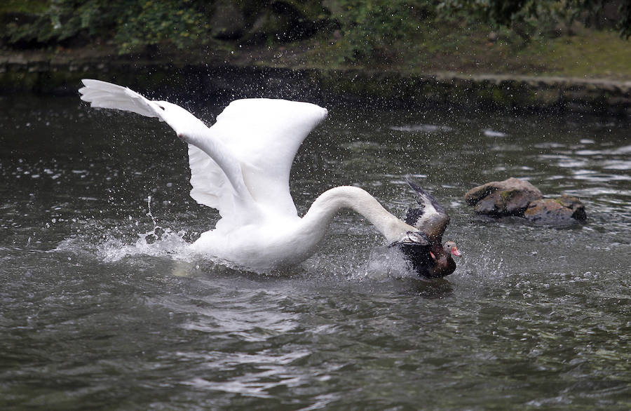 Suelta de patos en el Campo San Francisco