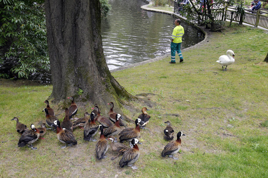 Suelta de patos en el Campo San Francisco