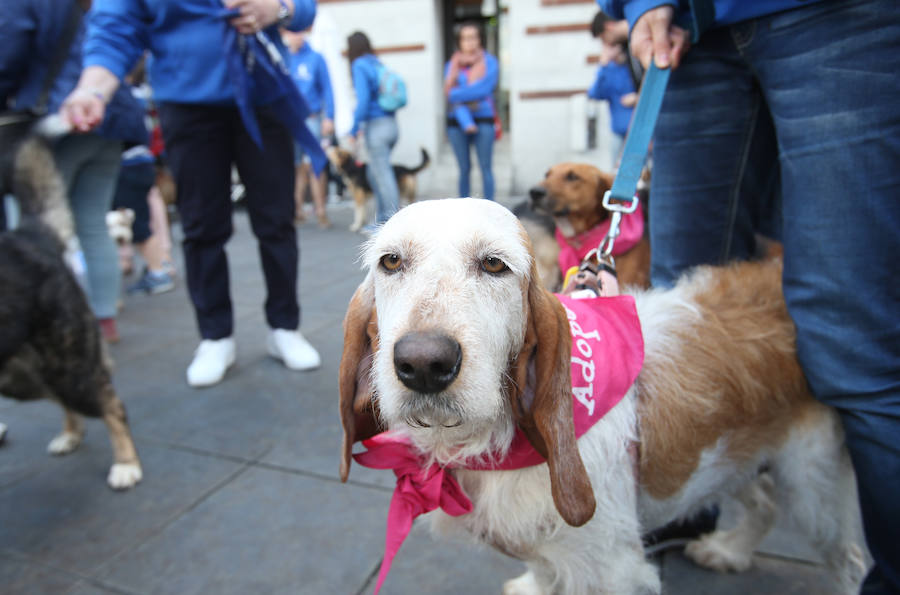 Desfile de perros en adopción en Oviedo