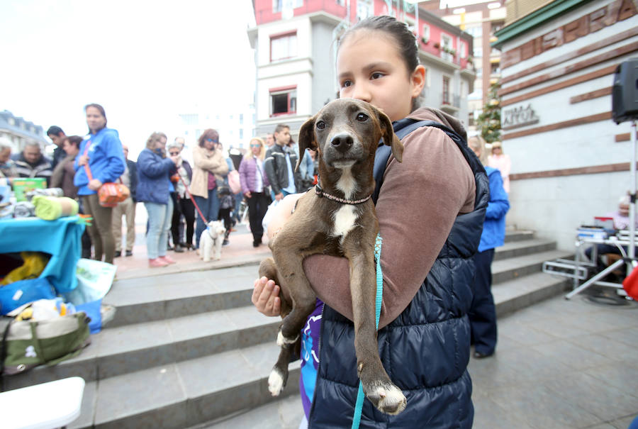 Desfile de perros en adopción en Oviedo