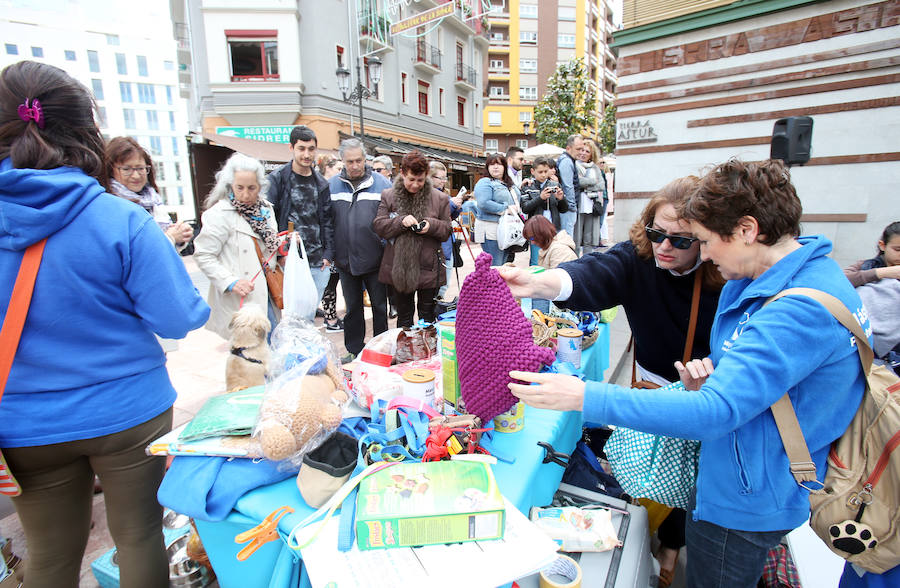 Desfile de perros en adopción en Oviedo