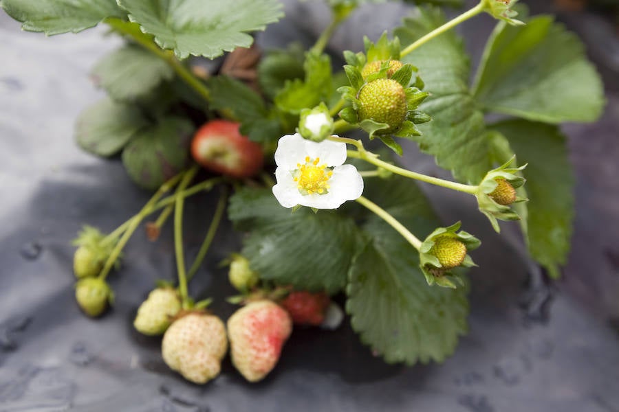 Los peques del Codema ya tienen su huerto