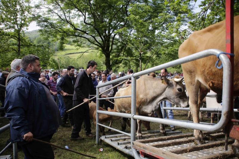 Más de 3.000 cabezas de ganado en la Feriona de Corao