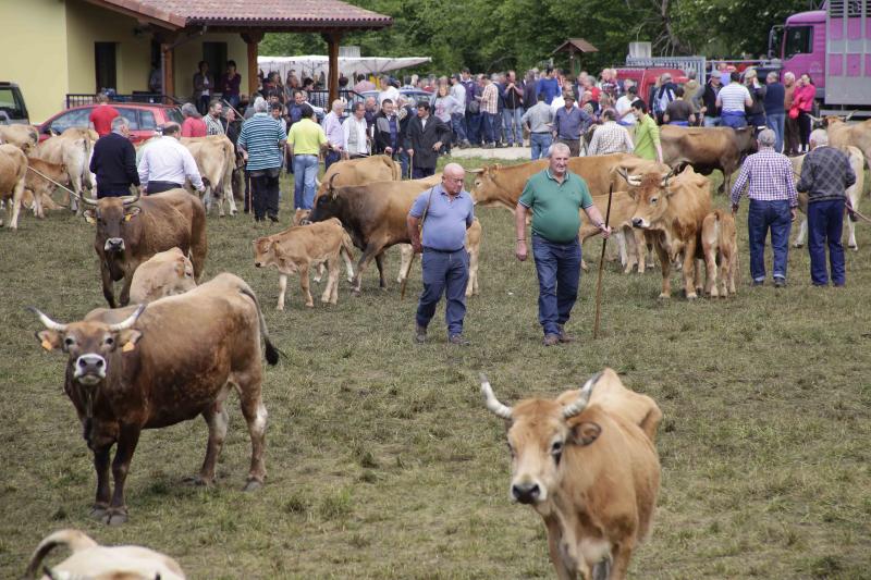 Más de 3.000 cabezas de ganado en la Feriona de Corao