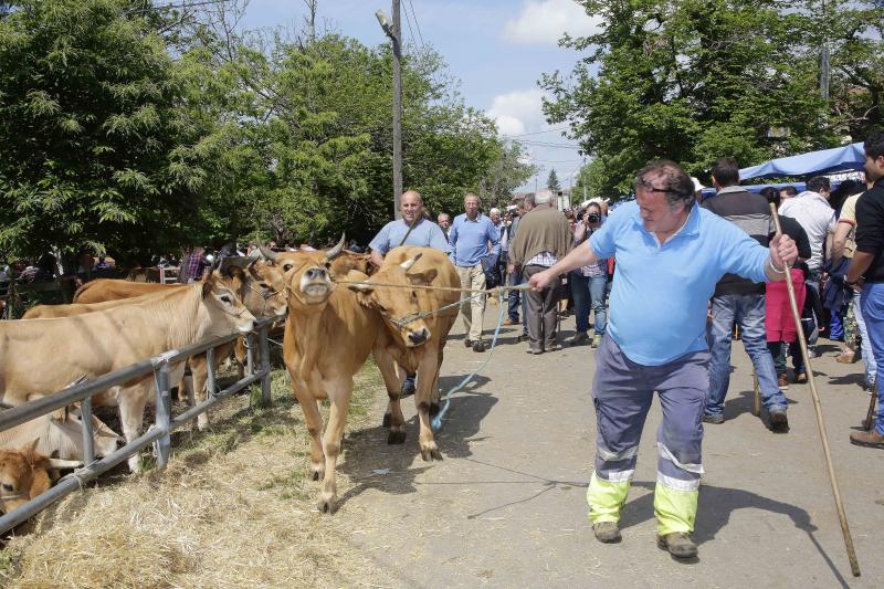 Más de 3.000 cabezas de ganado en la Feriona de Corao