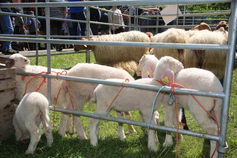 Más de 3.000 cabezas de ganado en la Feriona de Corao