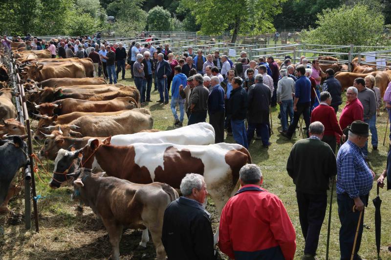 Más de 3.000 cabezas de ganado en la Feriona de Corao