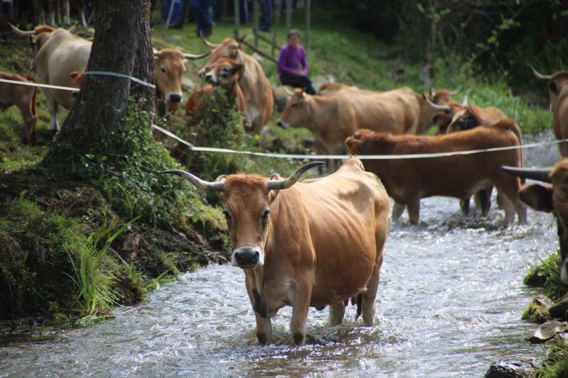 Más de 3.000 cabezas de ganado en la Feriona de Corao