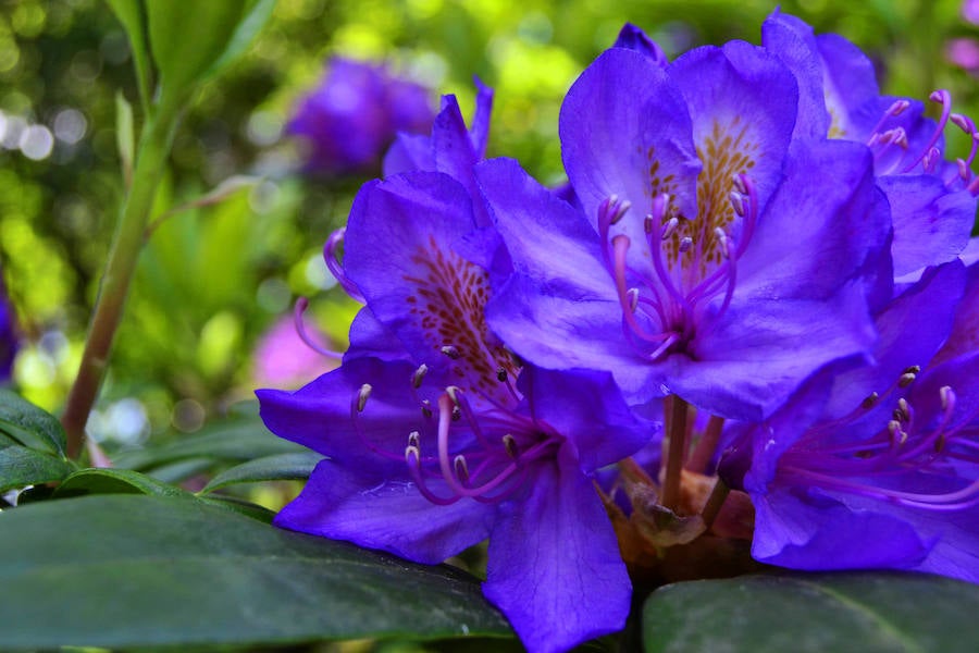 Flores en los jardines del Evaristo Valle. 