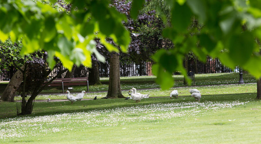 Parque de Ferrera. Avilés. 