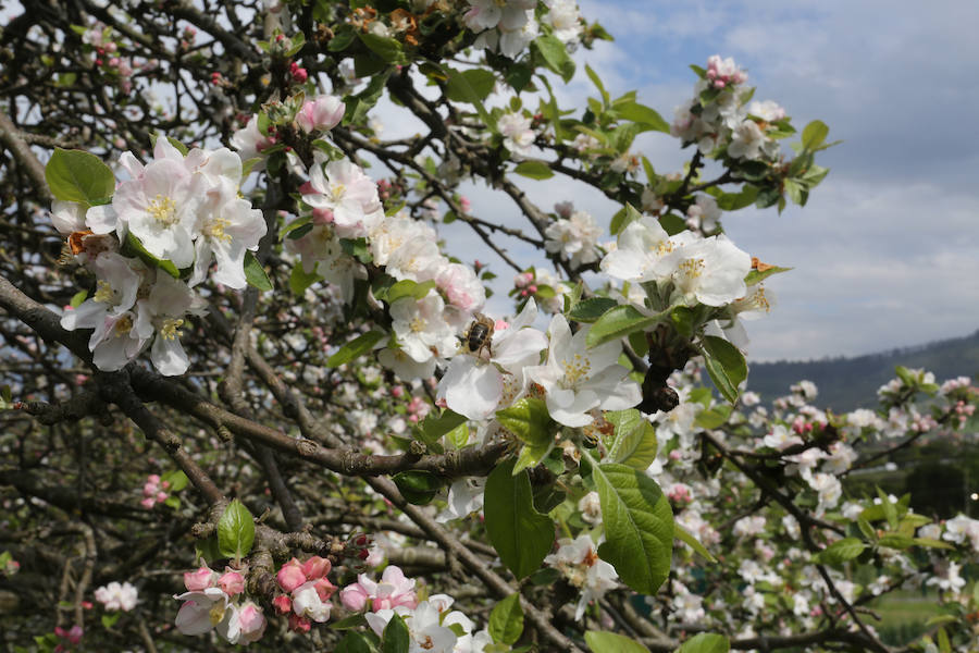 Árboles en flor. Cefontes. Gijón. 