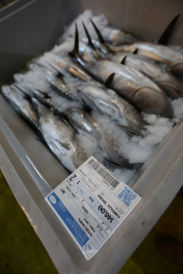 200,80 euros, el kilo de bonito en Avilés