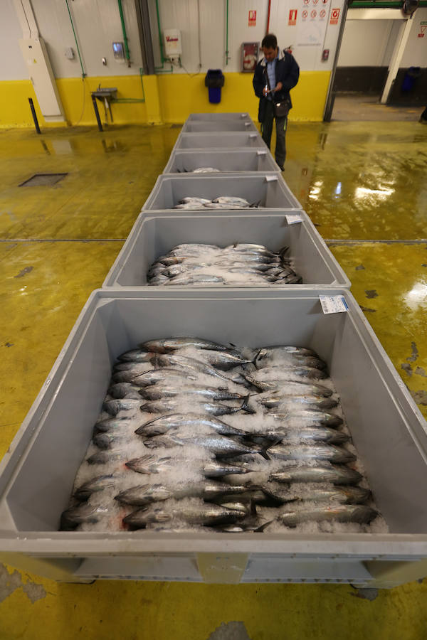 200,80 euros, el kilo de bonito en Avilés