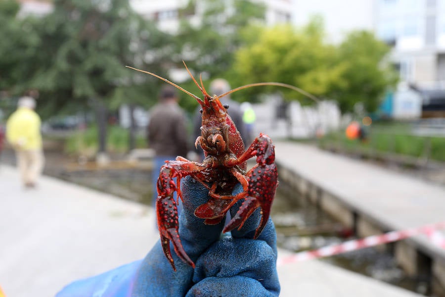 Continúan sacando cangrejos rojos en el estanque de la plaza de Europa