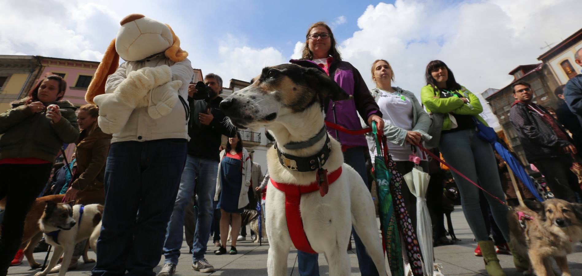 Concentración a favor de una perrera en Avilés