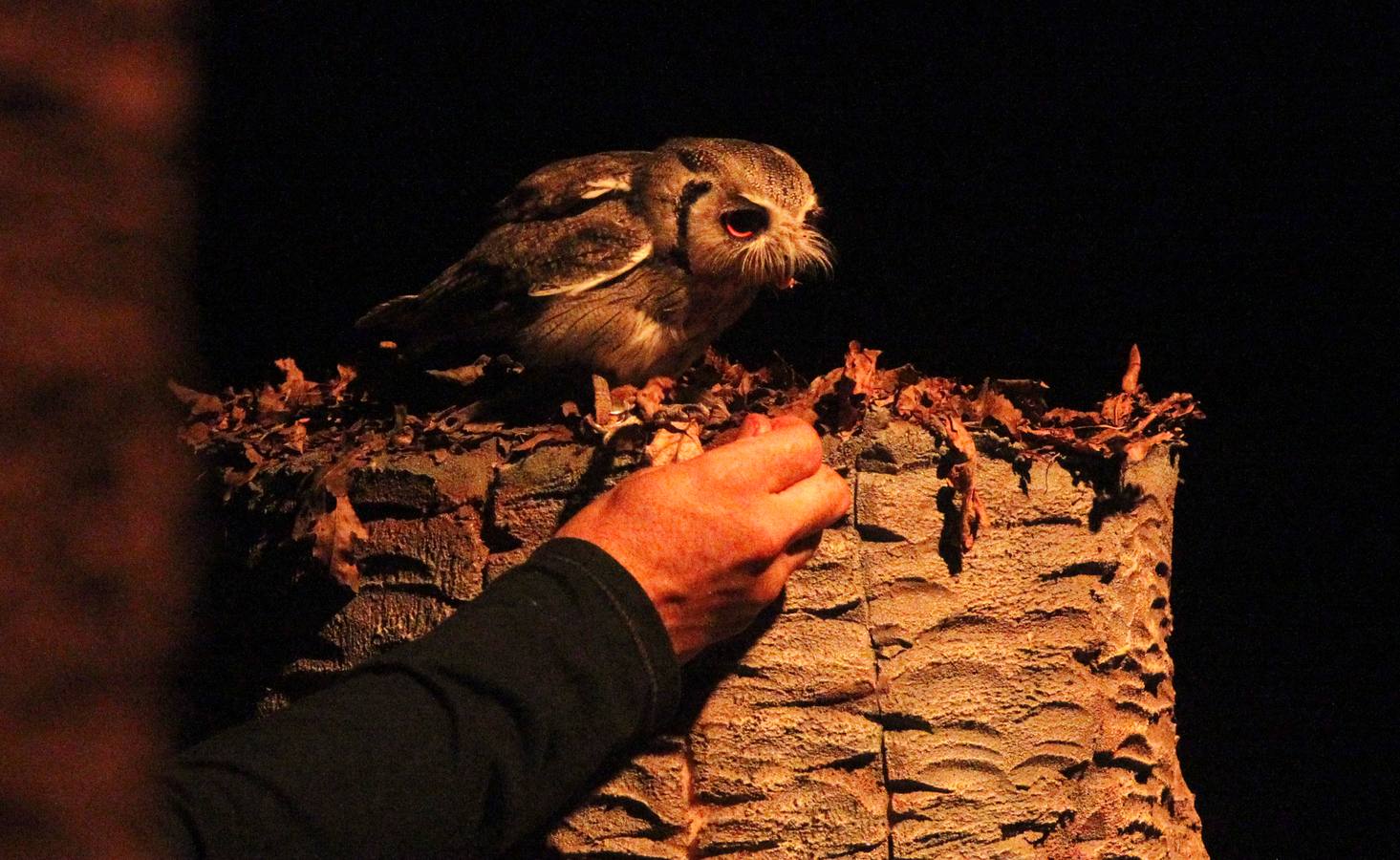 Nocturnia conquista las noches del Jardín Botánico de Gijón