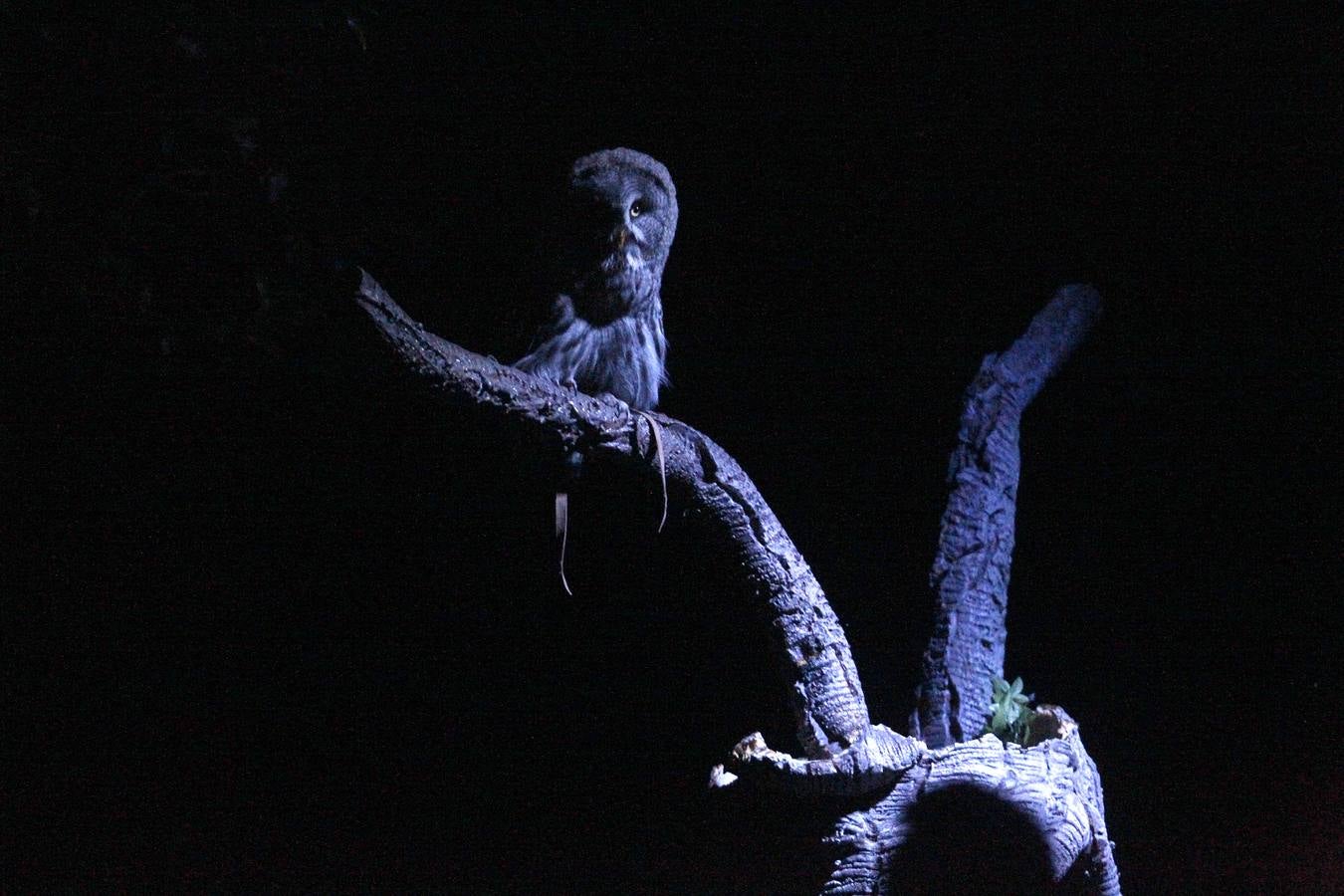 Nocturnia conquista las noches del Jardín Botánico de Gijón