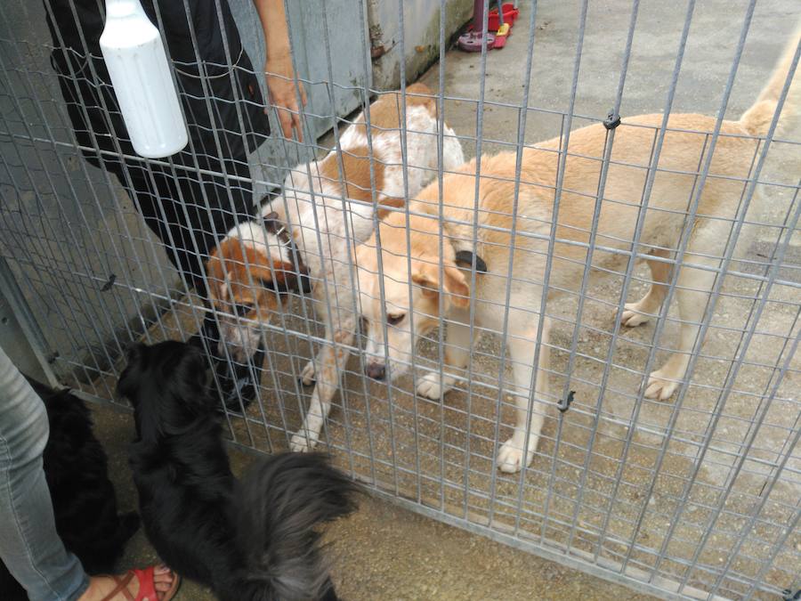 El abandono de animales se multiplica por el verano