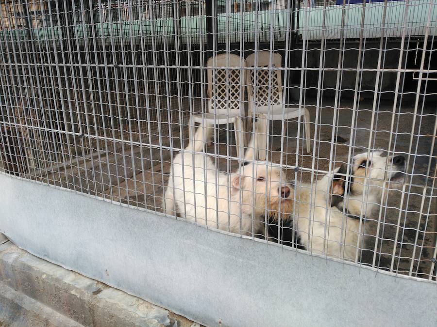 El abandono de animales se multiplica por el verano