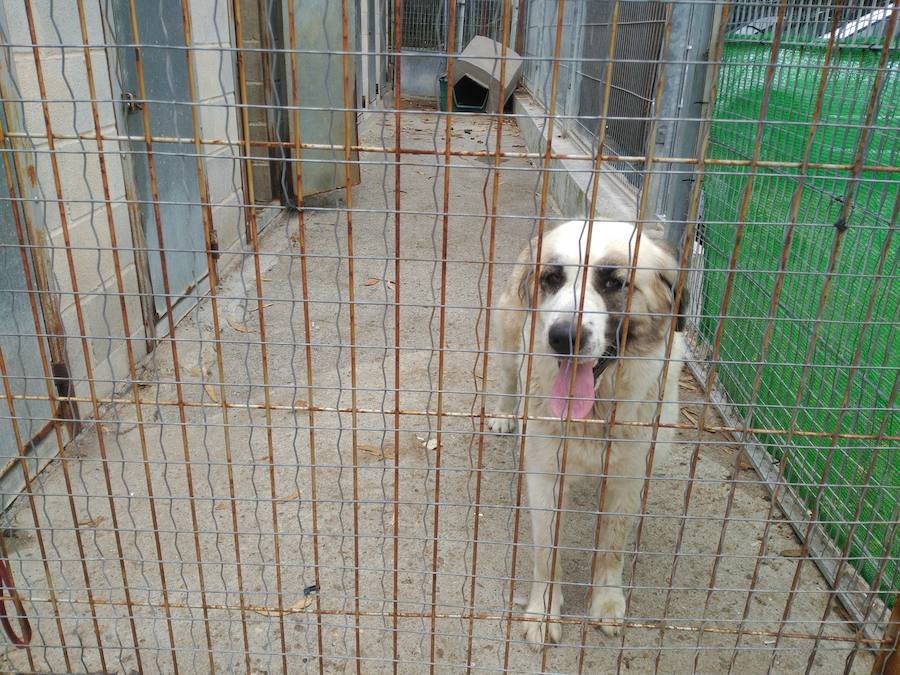 Sita, una de últimas las perras que ha llegado al albergue