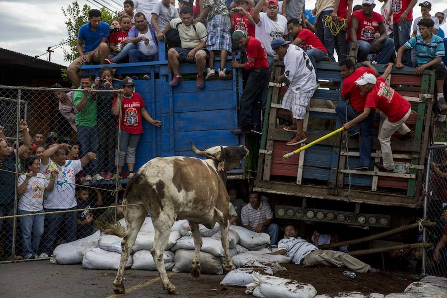 Las vacas culonas de Nicaragua