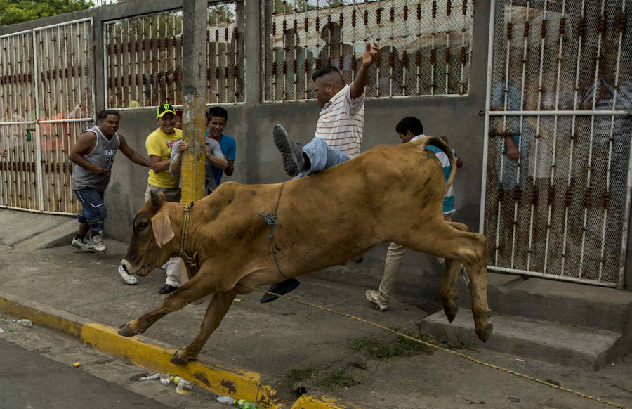 Las vacas culonas de Nicaragua