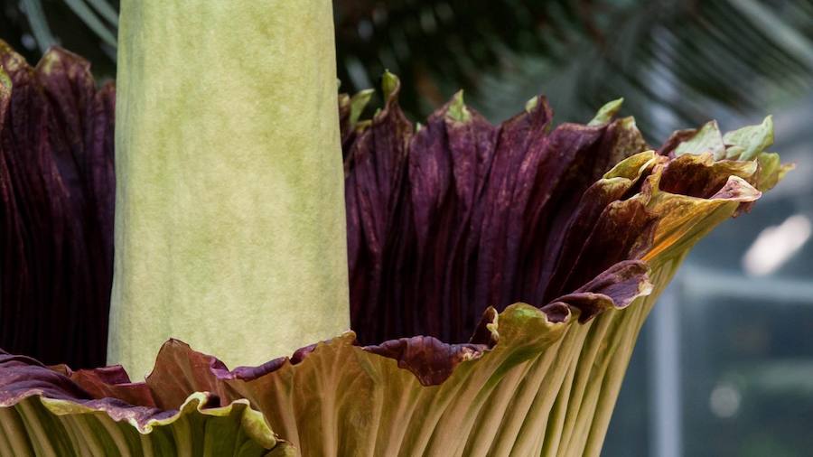 La flor más apestosa