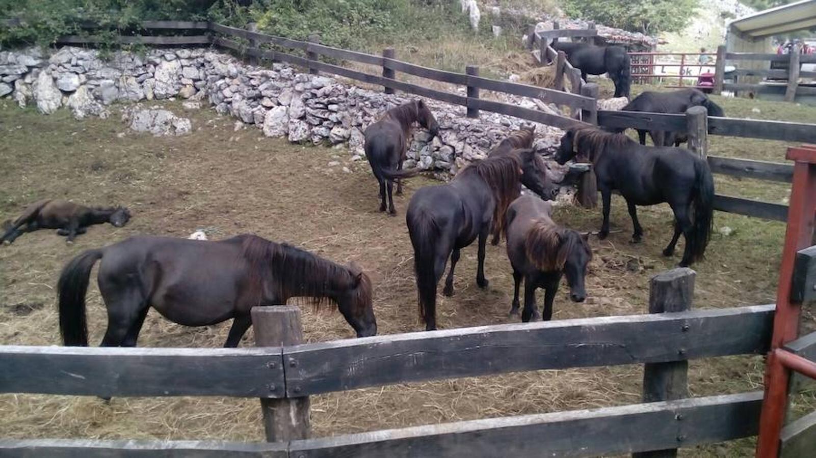 La Fiesta del Asturcón en la majada de Espineres
