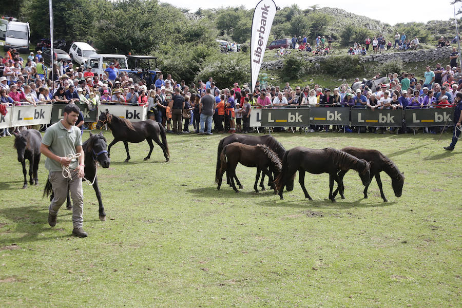 La Fiesta del Asturcón en la majada de Espineres